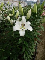 [5226 Tisento VZ No01.JPG]